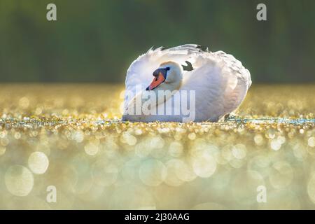 Mute Swan (Cygnus olor) Swimming on Lake in sparkling backlight. This is a species of swan and a member of the waterfowl family Anatidae. Wildlife Sce Stock Photo