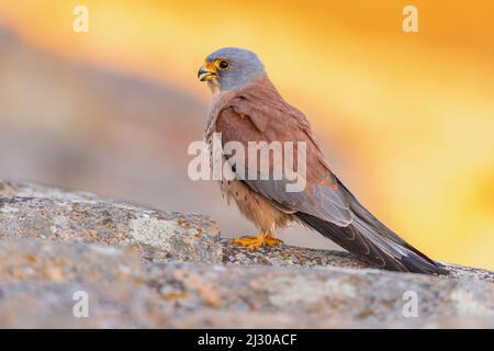Male Lesser Kestrel (Falco naumanni) is a small Falcon. This Bird Species breeds from the Mediterranean across Afghanistan and Central Asia to China. Stock Photo
