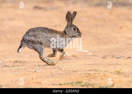 Wild European Rabbit (Oryctolagus cuniculus) or Coney is a species of Rabbit native to the Iberian Peninsula. It has been widely Introduced elsewhere. Stock Photo