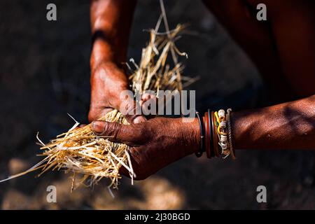 An old man with distinctive hands collects straw in Namibia, Africa Stock Photo
