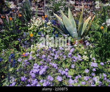 Geranium pyrenaicum, in a sea-side cottage garden Stock Photo