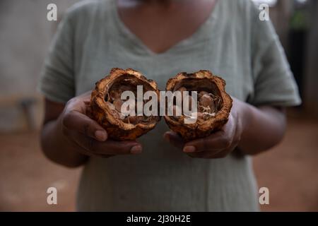 Close-up of a split Theobroma cacao, cacao pod with cocoa beans inside Stock Photo