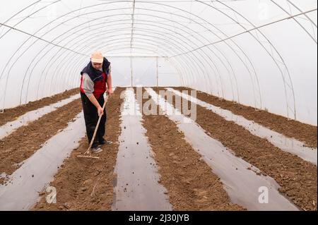 A farmer digs and scatters the soil in a greenhouse. He is preparing it for new vegetable seedlings. Stock Photo