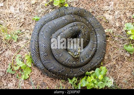 Australian Harmless Diamond Python in curled position Stock Photo