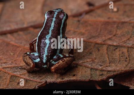 Anthony's poison arrow frog (Epipedobates anthonyi) on the forest floor in El Oro Province, Ecuador, South America. Stock Photo