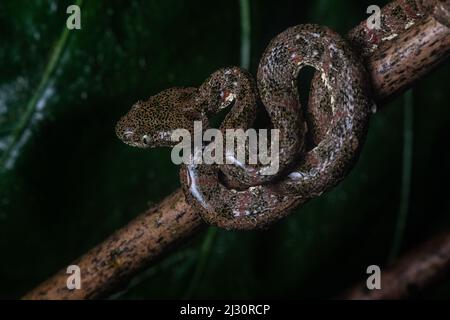 An eyelash viper (Bothriechis schlegelii) from the rainforest in the El oro  province in Southern Ecuador, South America Stock Photo - Alamy