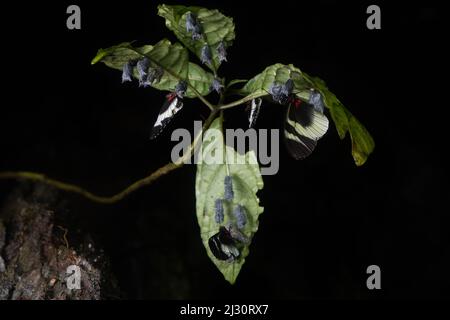Doris Longwing butterflies (Heliconius doris) recently emerged from their chrysalis on the underside of a leaf in the rainforest of Ecuador. Stock Photo