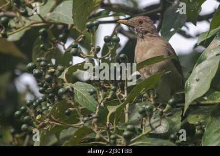 Ecuadorian thrush (Turdus maculirostris) a species of robin found in Western Ecuador. Stock Photo