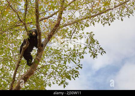 Young Bear in Oak Tree foraging in Fall prior to Hibernation Stock Photo