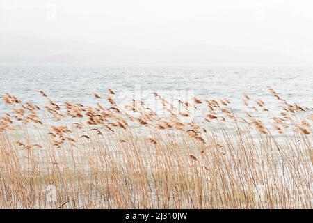 Reeds. Selective focus on dry reeds blowing in the wind. Blurred or defocused motion background tranquil scene Stock Photo