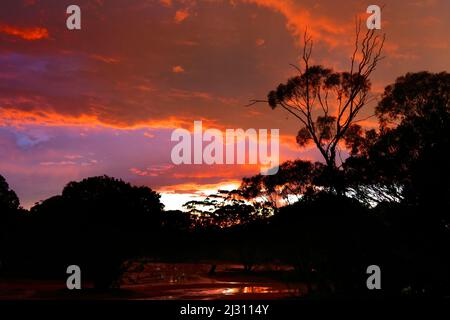 Stormy sunset sky with eucalyptus gum trees, Western Australia Stock Photo