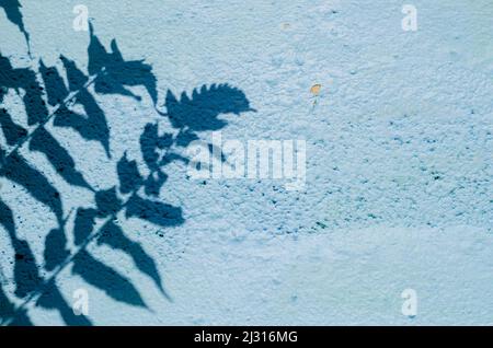 Shadow of the leaves and tree on old blue painted wall for background and texture. Stock Photo