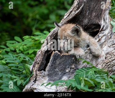 Siberian Lynx Kitten peeking out of a Hollow Log Stock Photo