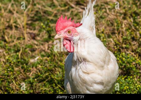 Chicken, farm, Aldein, Radein, South Tyrol, Alto Adige, Italy Stock Photo
