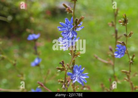 Chicory, Cichorium intybus Stock Photo