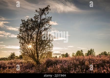 Sunset in the Lüneburg Heath near Wilsede, Lower Saxony, Germany, Europe Stock Photo
