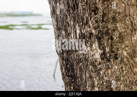 Selective focused old tree trunk beside the river in the village Stock Photo