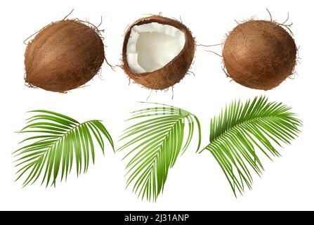 Coconut realistic vector illustration, whole and half cracked broken coco nut with green palm leaves, isolated on white background. Set for ads or pac Stock Vector