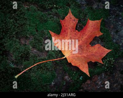 Autumn leaves of orange maple leaf on green moss Stock Photo