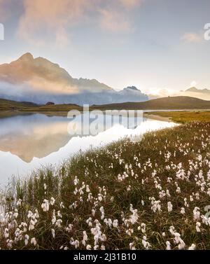 Cotton grass at Lac de Cerces, Le Grand Galibier, Rhones Alpes, Hautes-Alpes, France Stock Photo