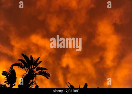 Silhouette of banana trees in front of dramatic storm clouds, La Palma, Spain Stock Photo