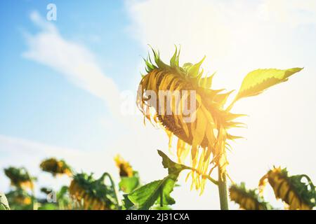 Sunflowers wither in a garden against a backdrop of sky and sunlight Stock Photo