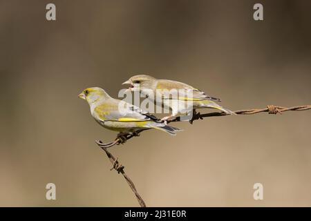 European greenfinch Carduelis chloris, adult pair perched on barbed wire, Suffolk, England, April Stock Photo