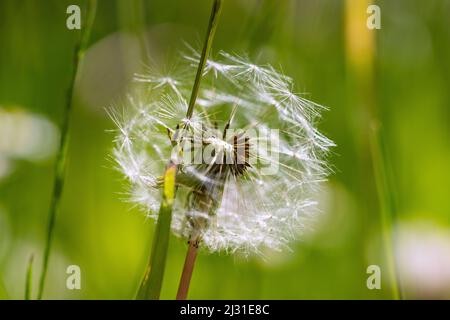 Dandelion with few seeds, mature dandelion, Taraxacum sect. ruderalia Stock Photo