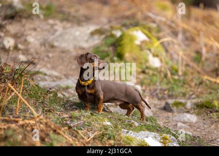 Miniature Dachshund in the Forest, Scotland Stock Photo