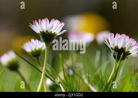 Daisies, Bellis perennis Stock Photo