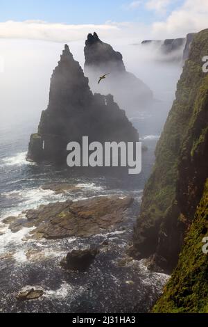 Duncansby Head, Sea Stacks in Sea Mist, Caithness, Highlands, Scotland UK Stock Photo
