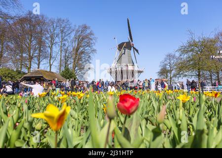 Keukenhof, tulip show, gardens, windmill Stock Photo