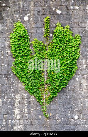 Ivy green leaf pattern climbs on brick wall, Heart, Scotland UK