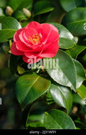 Camellia japonica ‘Feodora’, Common Camellia 'Fedora'. Single, semi-double, red flower with foliage background Stock Photo