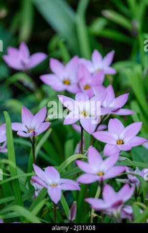 Springstar or Spring Starflower, Ipheion ‘Charlotte Bishop’, Ipheion uniflorum ‘Charlotte Bishop’. Mauve flowers in early Spring Stock Photo