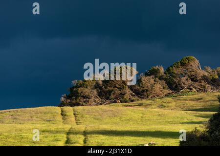 Shrubs and trees with dark clouds in the background, Tasmania, Australia Stock Photo