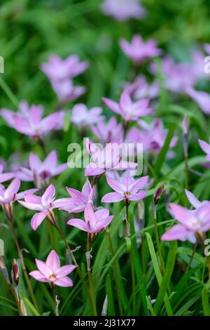 Springstar or Spring Starflower, Ipheion ‘Charlotte Bishop’, Ipheion uniflorum ‘Charlotte Bishop’. Mauve flowers in early Spring Stock Photo