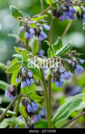 Symphytum grandiflorum 'Hidcote Blue'. Comfrey 'Hidcote Blue', Symphytum caucasicum. Blue flowers. Stock Photo