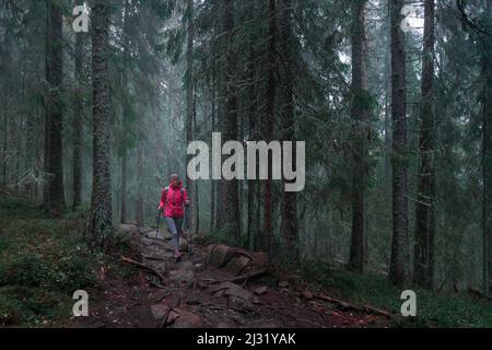Woman hikes through misty, mossy coniferous forest of Skuleskogen National Park in eastern Sweden Stock Photo