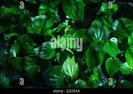 Cha phlu hi res stock photography and images Alamy