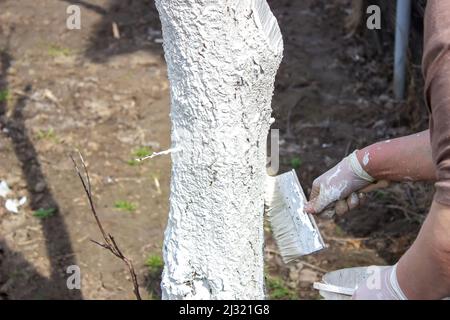 Girl whitewashing a tree trunk in a spring garden. Whitewash of spring trees, protection from insects and pests.selective focus Stock Photo