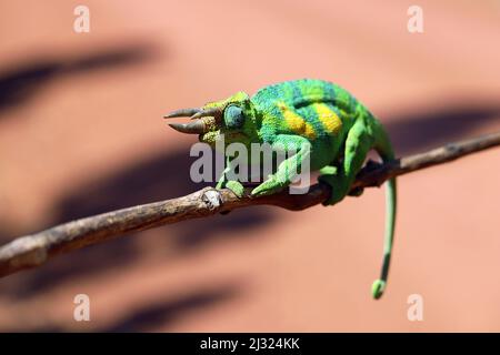 Uganda; Western Region; southern part; north of the Bwindi Impenetrable Forest; Three-horned chameleon on a branch Stock Photo