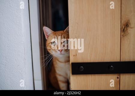 Ginger curious cat peeking through the door. Stock Photo