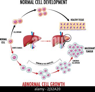 Normal Cell Figure Diagram showing normal cell development illustration Stock Vector Image ...