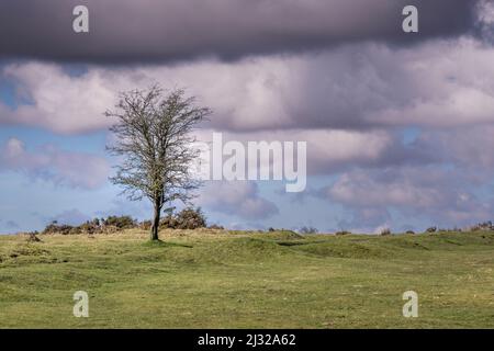 A lone tree growing on the rugged Bodmin Moor in Cornwall. Stock Photo