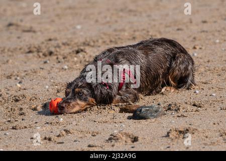 A small dog lying down with her ball on Fistral Beach in Newquay in Cornwall in the UK. Stock Photo