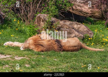 Panthera leo - Lion lies on its side and basks in the sun. Stock Photo