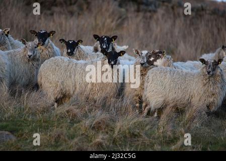 North of England Mule Sheep Stock Photo