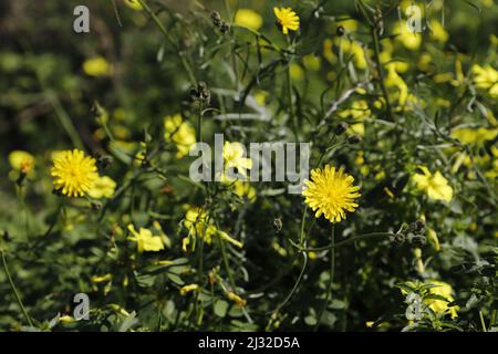 yellow wildflowers dandelion and oxalis flowers Stock Photo