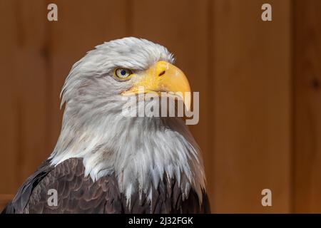 Side portrait of a bald eagle on a dark brown background. The eagle has a colored white head. Stock Photo